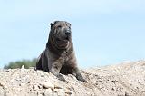 SHAR-PEI 236